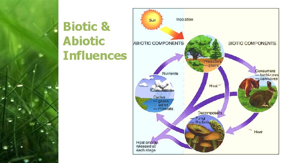 Biotic & Abiotic Influences 