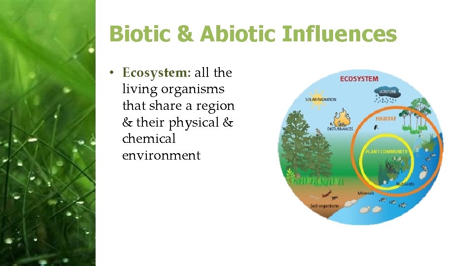 Biotic & Abiotic Influences • Ecosystem: all the living organisms that share a region