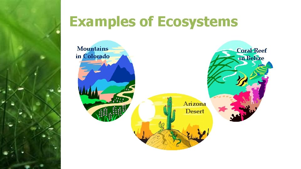 Examples of Ecosystems Mountains in Colorado Coral Reef in Belize Arizona Desert 