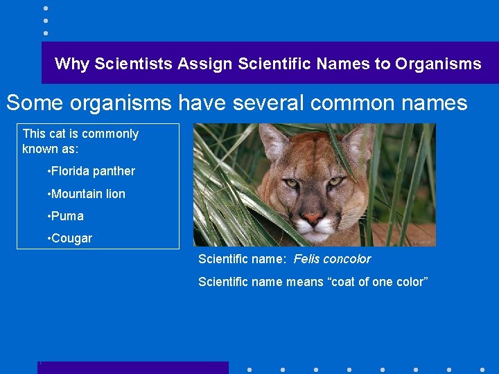 Why Scientists Assign Scientific Names to Organisms Some organisms have several common names This
