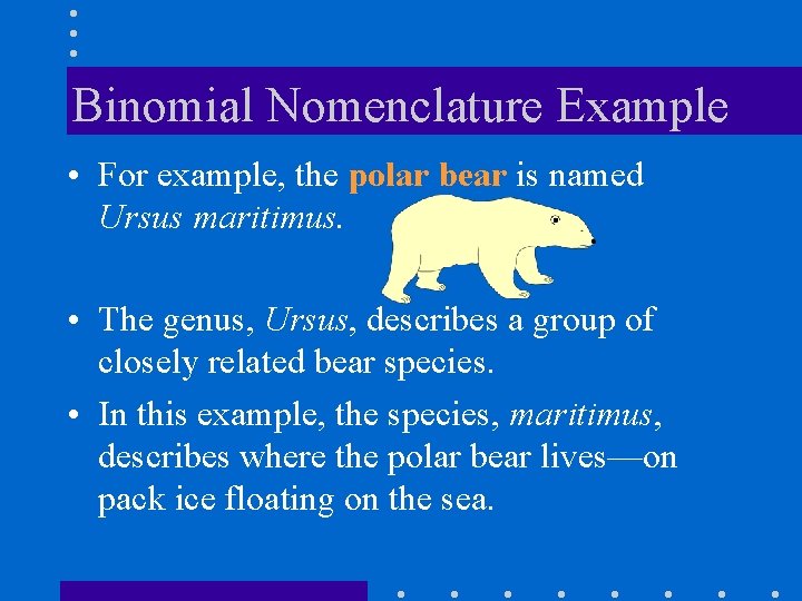 Binomial Nomenclature Example • For example, the polar bear is named Ursus maritimus. •