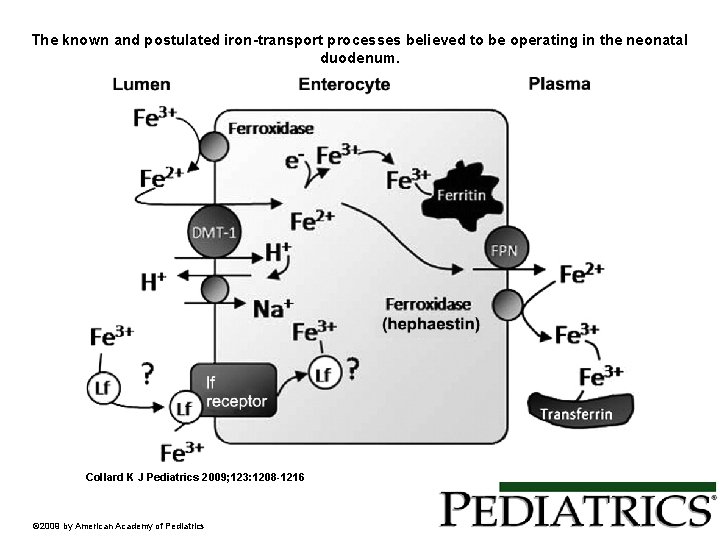 The known and postulated iron-transport processes believed to be operating in the neonatal duodenum.