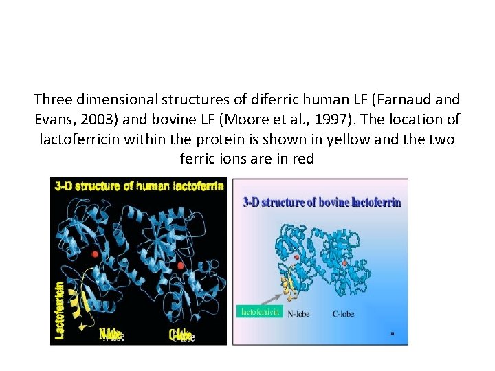 Three dimensional structures of diferric human LF (Farnaud and Evans, 2003) and bovine LF