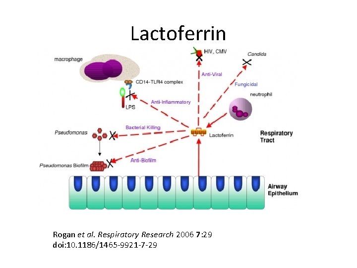 Lactoferrin Rogan et al. Respiratory Research 2006 7: 29 doi: 10. 1186/1465 -9921 -7