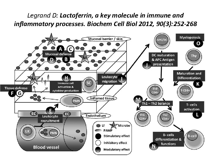 Legrand D: Lactoferrin, a key molecule in immune and inflammatory processes. Biochem Cell Biol