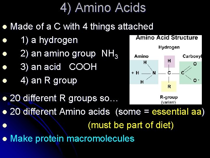 4) Amino Acids Made of a C with 4 things attached l 1) a