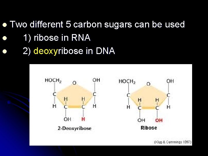 Two different 5 carbon sugars can be used l 1) ribose in RNA l