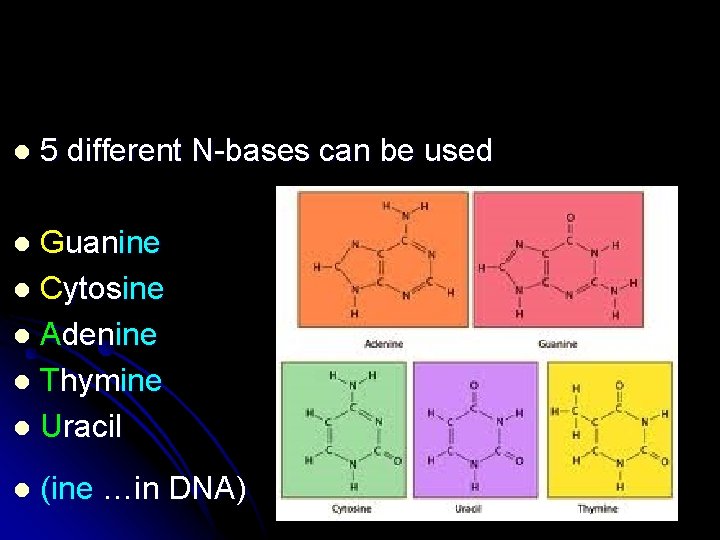 l 5 different N-bases can be used Guanine l Cytosine l Adenine l Thymine