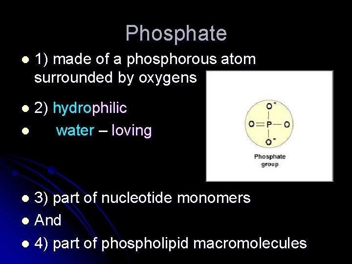 Phosphate l 1) made of a phosphorous atom surrounded by oxygens 2) hydrophilic l