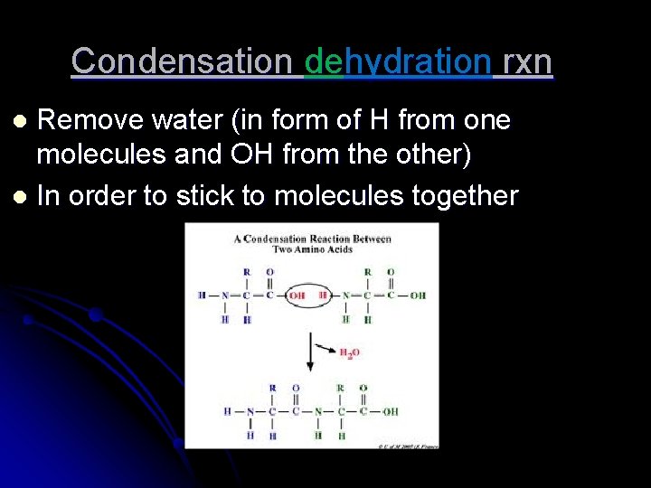 Condensation dehydration rxn Remove water (in form of H from one molecules and OH