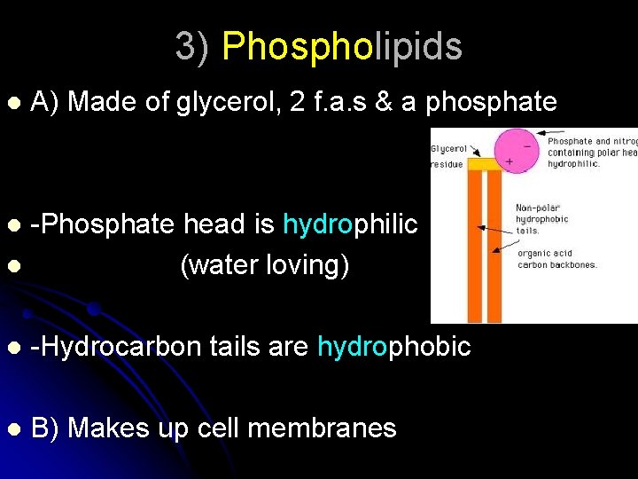 3) Phospholipids l A) Made of glycerol, 2 f. a. s & a phosphate