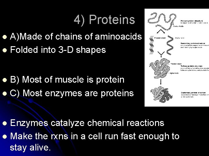 4) Proteins A)Made of chains of aminoacids l Folded into 3 -D shapes l