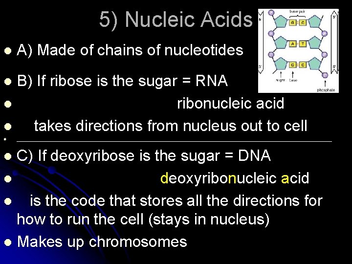 5) Nucleic Acids l A) Made of chains of nucleotides B) If ribose is