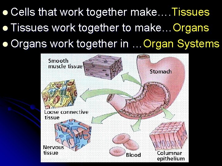 l Cells that work together make…. Tissues l Tissues work together to make…Organs l