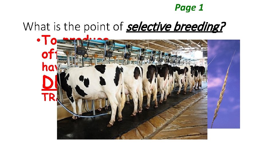 Page 1 What is the point of selective breeding? • To produce offspring that