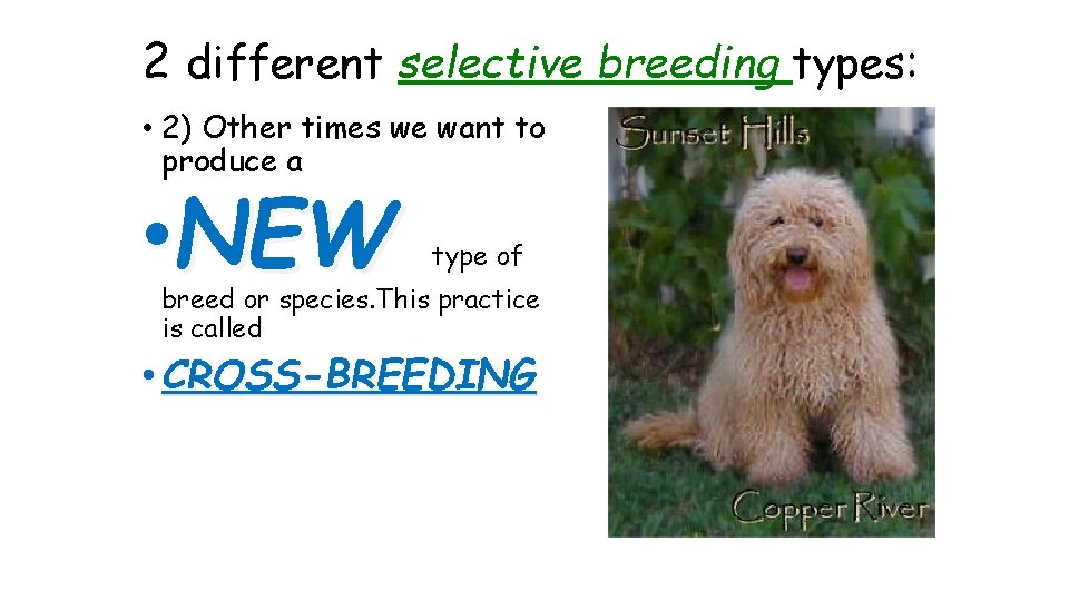 2 different selective breeding types: • 2) Other times we want to produce a