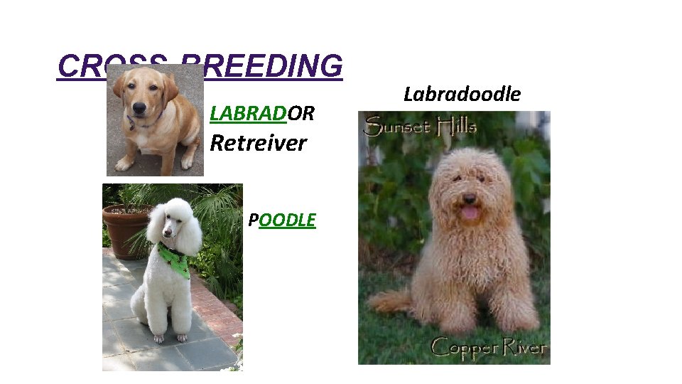 CROSS-BREEDING LABRADOR Retreiver POODLE Labradoodle 