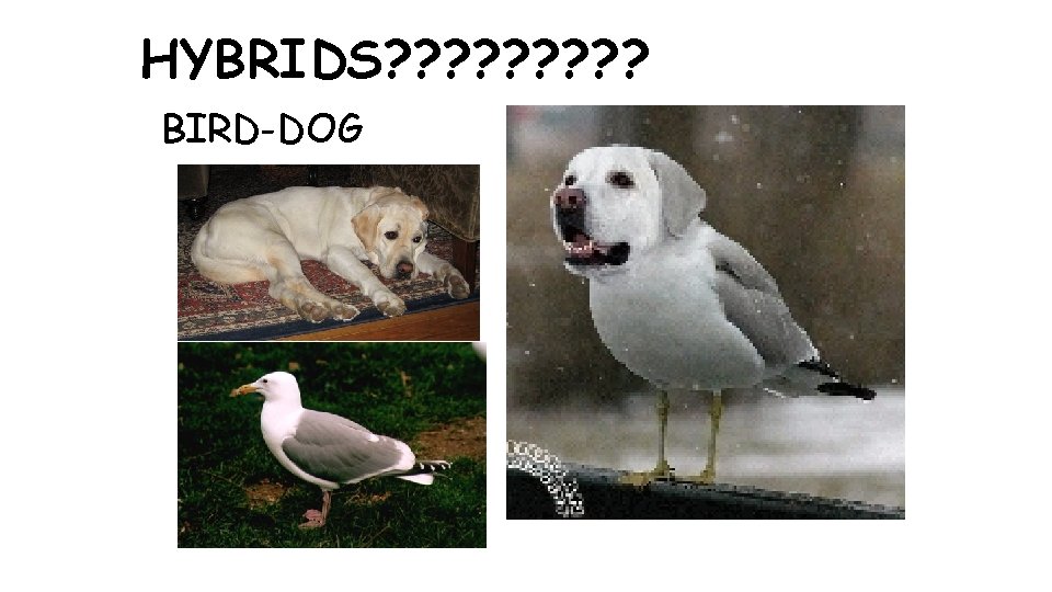 HYBRIDS? ? ? ? ? BIRD-DOG 