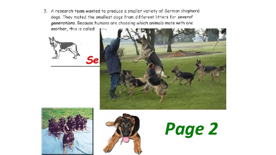 Selective Breeding Page 2 