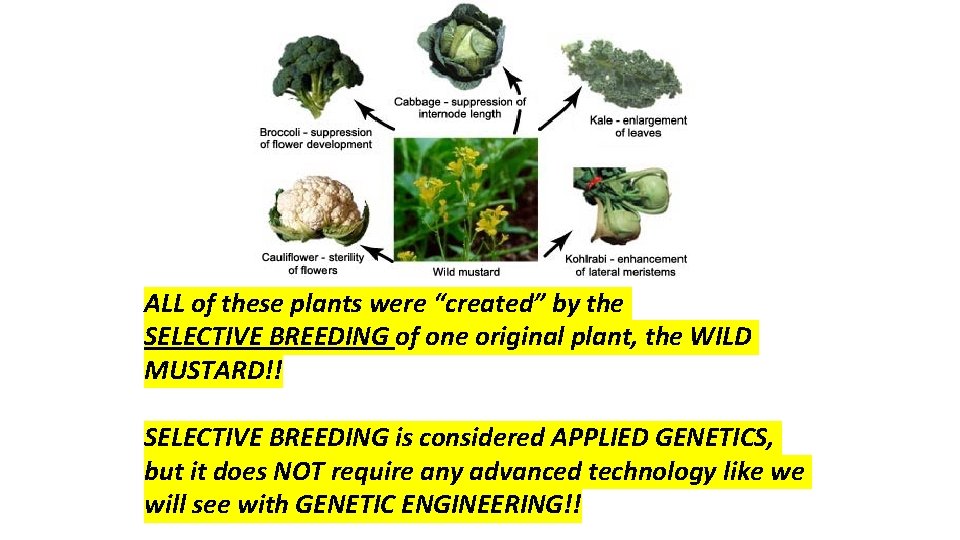 ALL of these plants were “created” by the SELECTIVE BREEDING of one original plant,