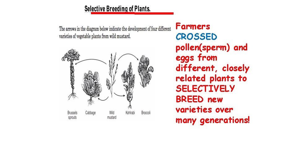 Farmers CROSSED pollen(sperm) and eggs from different, closely related plants to SELECTIVELY BREED new