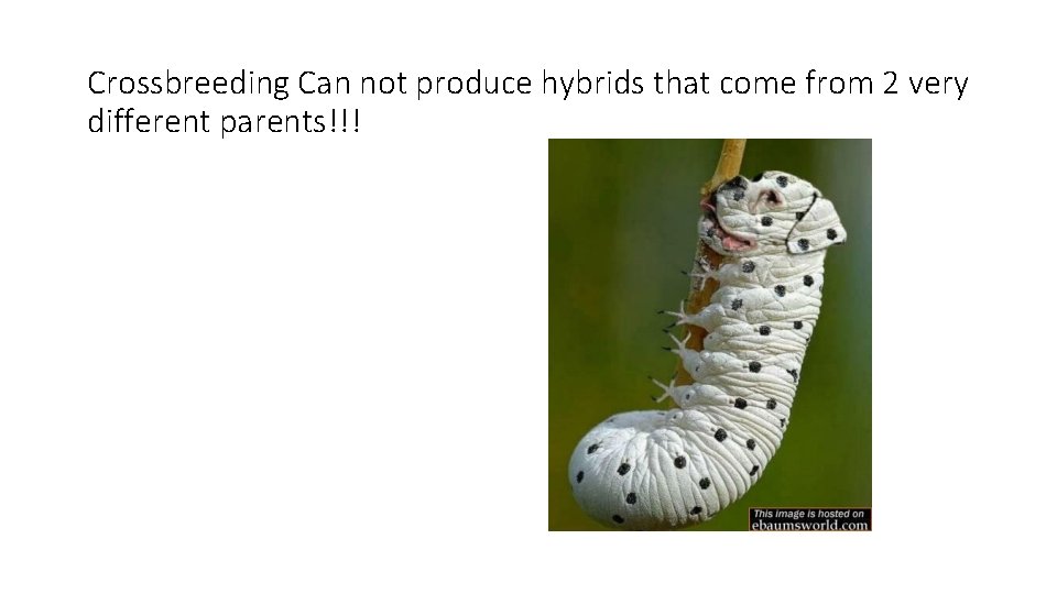 Crossbreeding Can not produce hybrids that come from 2 very different parents!!! 