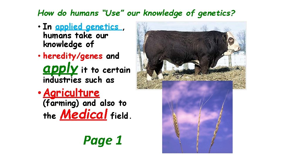 How do humans “Use” our knowledge of genetics? • In applied genetics , humans
