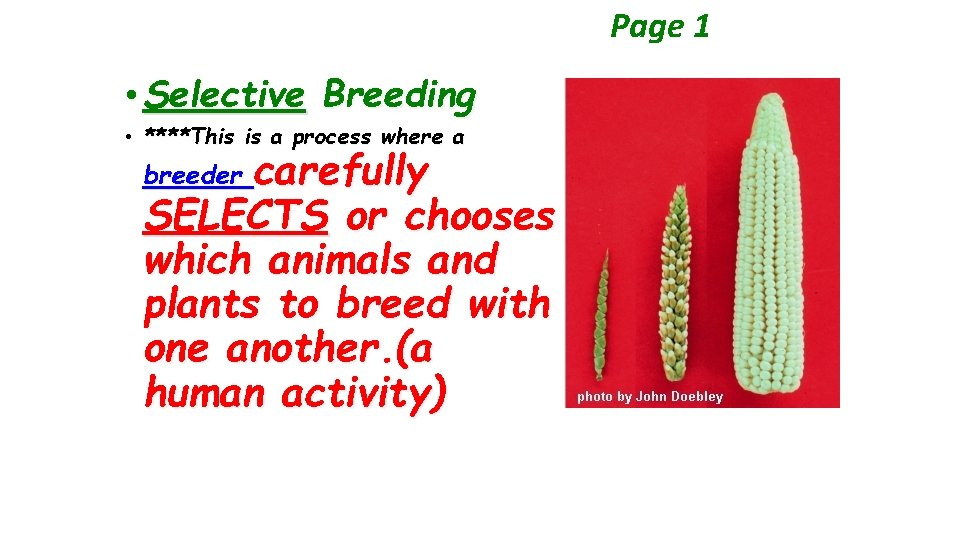 Page 1 • Selective Breeding • ****This is a process where a carefully SELECTS