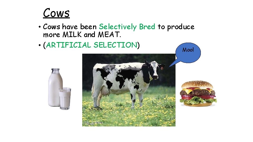 Cows • Cows have been Selectively Bred to produce more MILK and MEAT. •