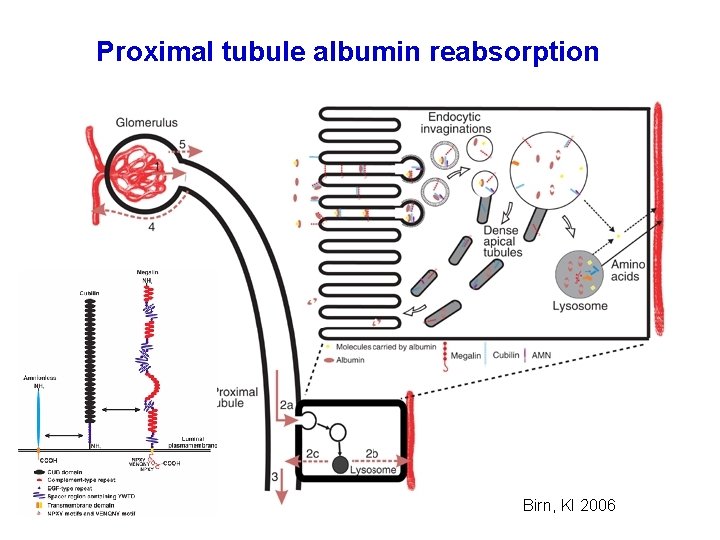 Proximal tubule albumin reabsorption Birn, KI 2006 