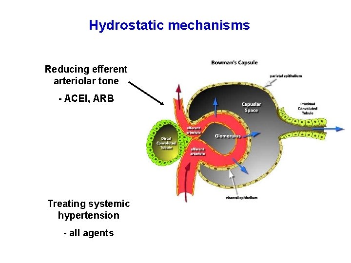 Hydrostatic mechanisms Reducing efferent arteriolar tone - ACEI, ARB Treating systemic hypertension - all Hydrostatic mechanisms Reducing efferent arteriolar tone - ACEI, ARB Treating systemic hypertension - all