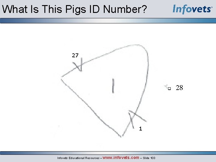What Is This Pigs ID Number? 27 1 Infovets Educational Resources – www. infovets.