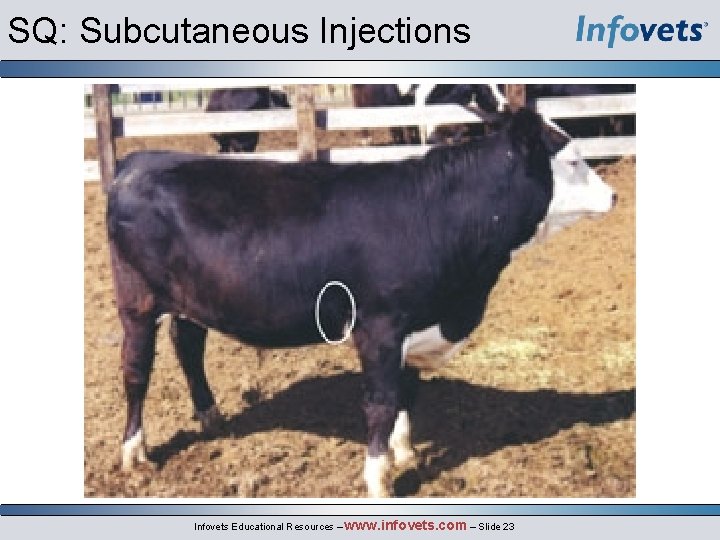 SQ: Subcutaneous Injections Infovets Educational Resources – www. infovets. com – Slide 23 