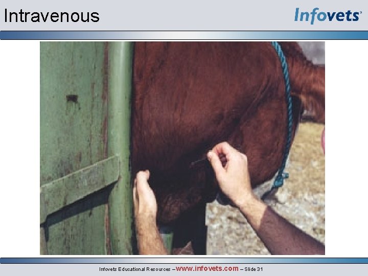 Intravenous Infovets Educational Resources – www. infovets. com – Slide 31 