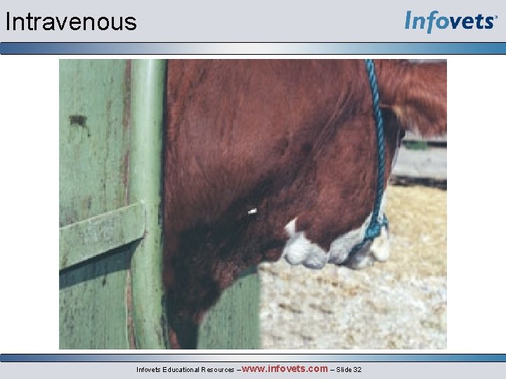 Intravenous Infovets Educational Resources – www. infovets. com – Slide 32 