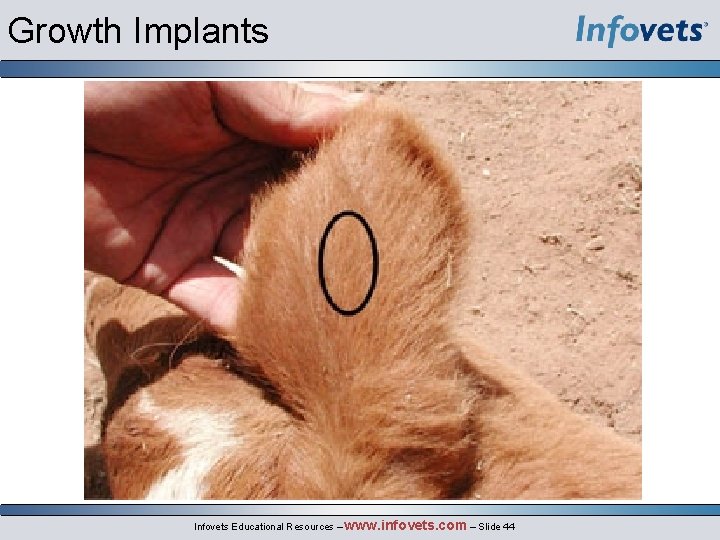 Growth Implants Infovets Educational Resources – www. infovets. com – Slide 44 