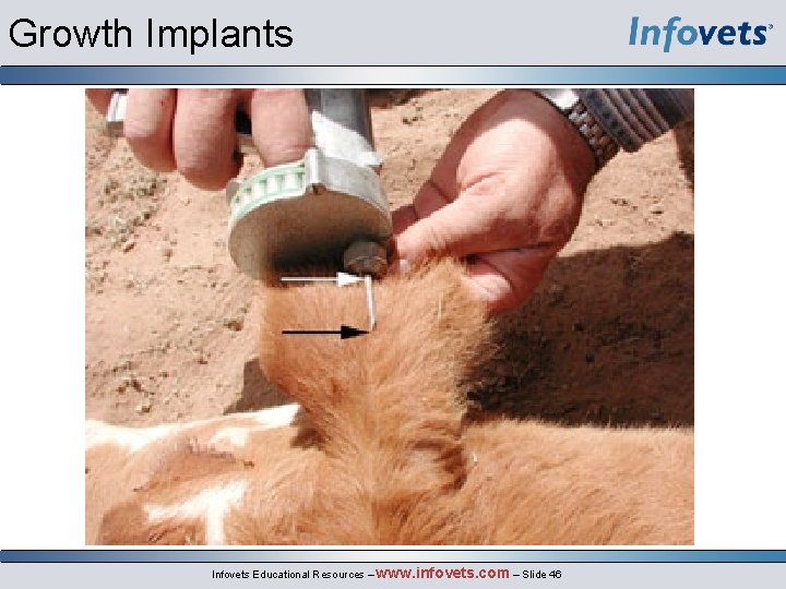 Growth Implants Infovets Educational Resources – www. infovets. com – Slide 46 