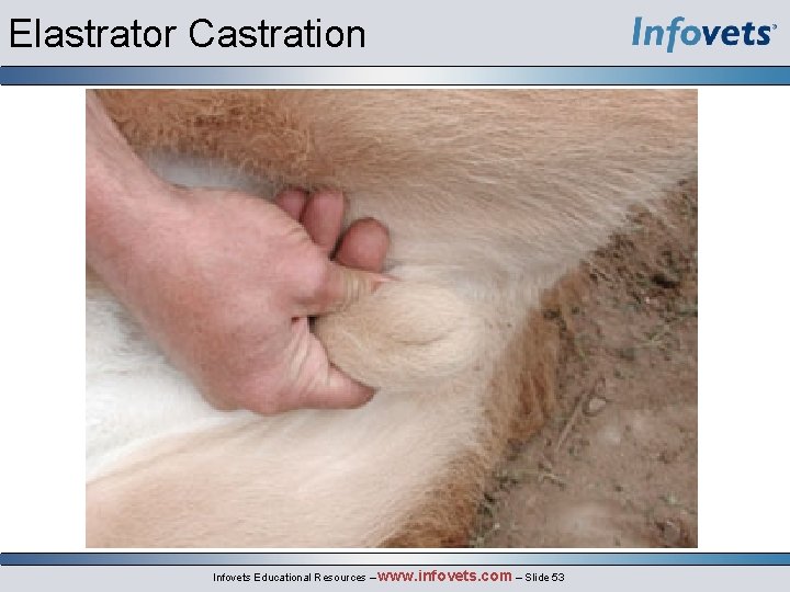 Elastrator Castration Infovets Educational Resources – www. infovets. com – Slide 53 