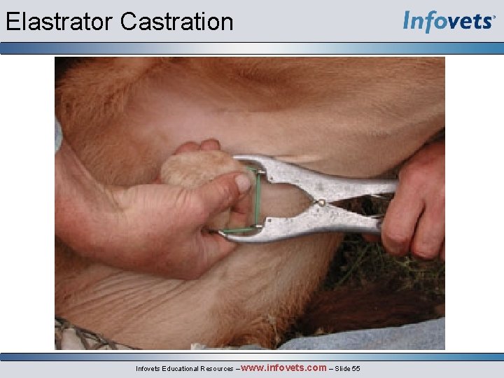 Elastrator Castration Infovets Educational Resources – www. infovets. com – Slide 55 