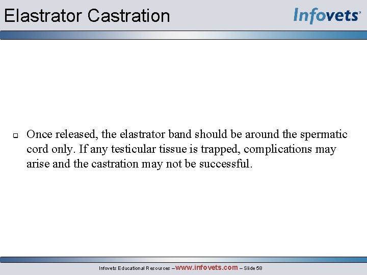 Elastrator Castration Once released, the elastrator band should be around the spermatic cord only.