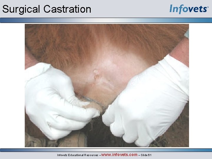 Surgical Castration Infovets Educational Resources – www. infovets. com – Slide 61 