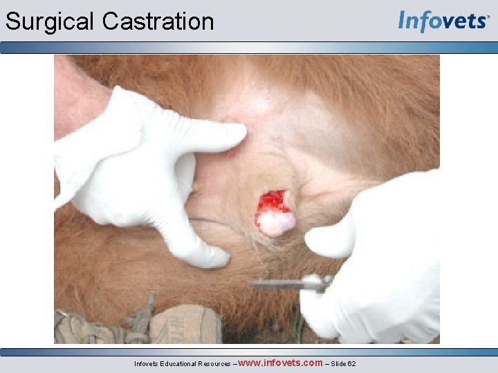 Surgical Castration Infovets Educational Resources – www. infovets. com – Slide 62 