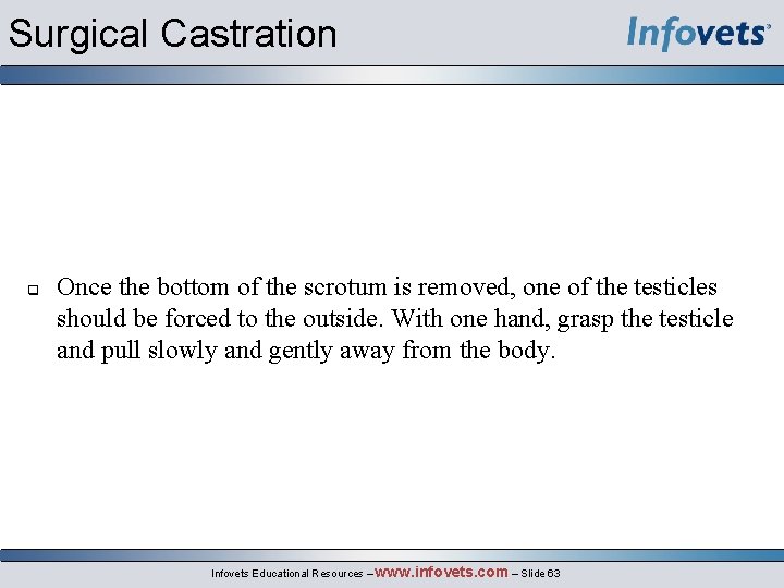 Surgical Castration Once the bottom of the scrotum is removed, one of the testicles