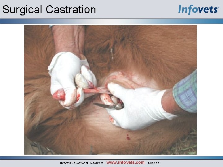 Surgical Castration Infovets Educational Resources – www. infovets. com – Slide 65 