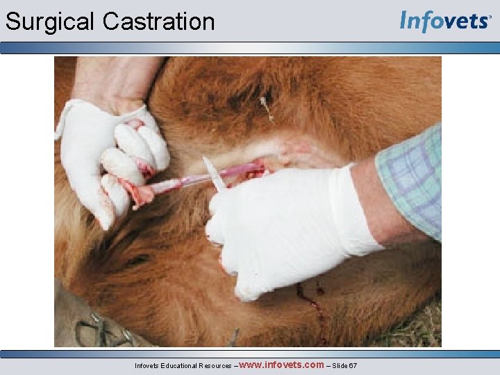 Surgical Castration Infovets Educational Resources – www. infovets. com – Slide 67 