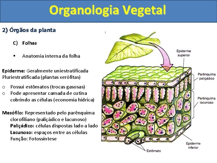 Organologia Vegetal 2) Órgãos da planta C) Folhas § Anatomia interna da folha Epiderme: