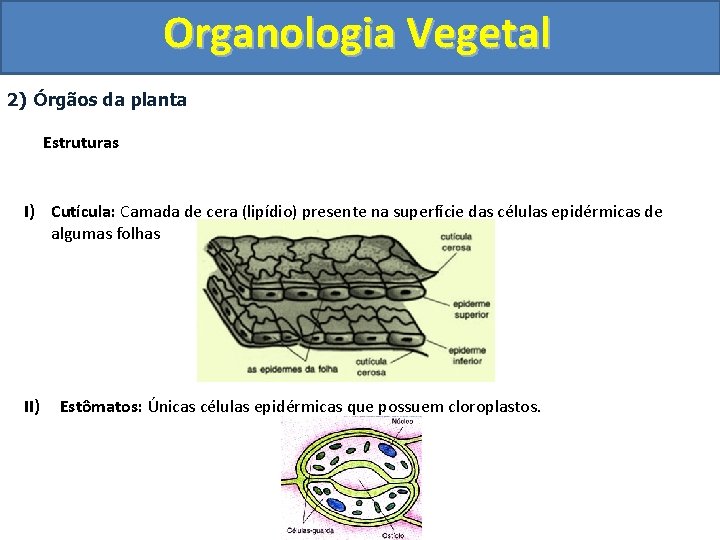 Organologia Vegetal 2) Órgãos da planta Estruturas I) Cutícula: Camada de cera (lipídio) presente