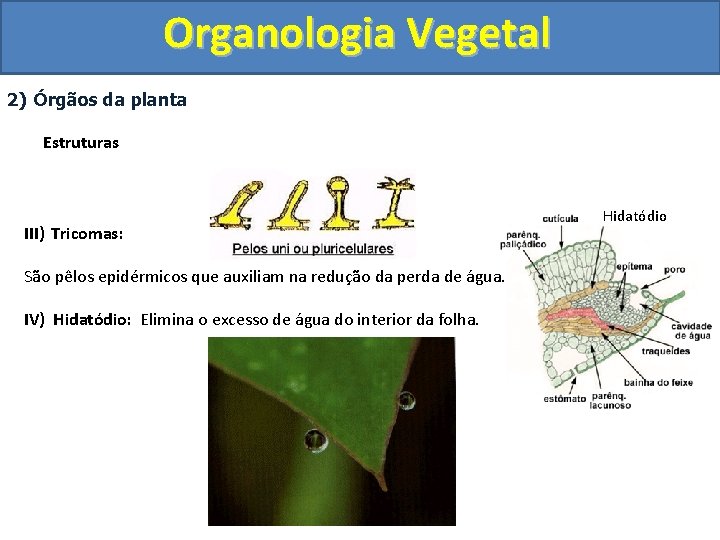 Organologia Vegetal 2) Órgãos da planta Estruturas III) Tricomas: São pêlos epidérmicos que auxiliam