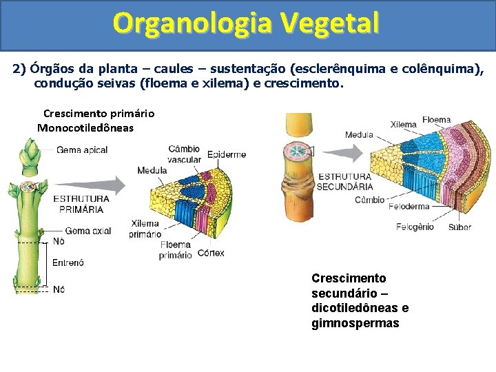 Organologia Vegetal 2) Órgãos da planta – caules – sustentação (esclerênquima e colênquima), condução