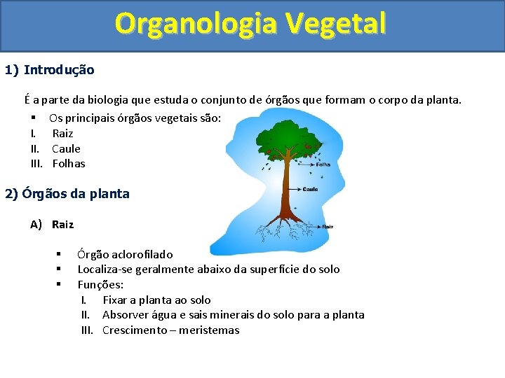 Organologia Vegetal 1) Introdução É a parte da biologia que estuda o conjunto de